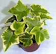 1-hedera-gc.jpg