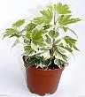 1-hedera-hr.jpg