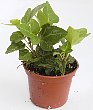 1-hedera-sh.jpg