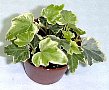 1-hedera-t.jpg