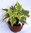 1-hedera-yr.jpg