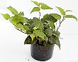 1-hedera-n.jpg